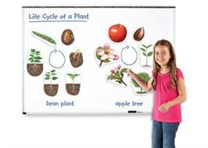 Plant Life cycle Kit – 12 Pieces