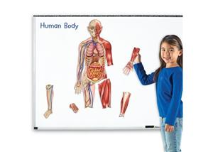 Double-Sided Magnetic Human Body